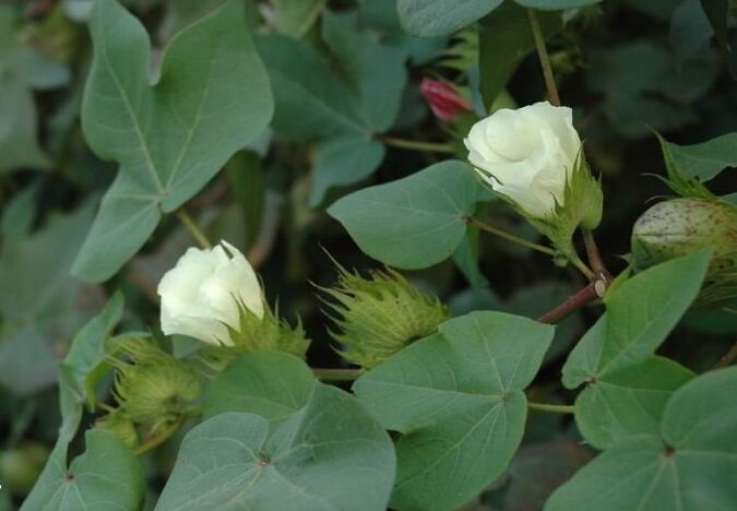 棉花全程各種肥料的施肥技術(shù)